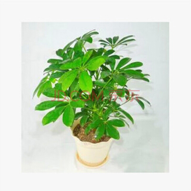 唯友 盆栽七叶莲 鸭掌木 室内观赏植物 净化空气吸尼古丁 吸烟家庭图片