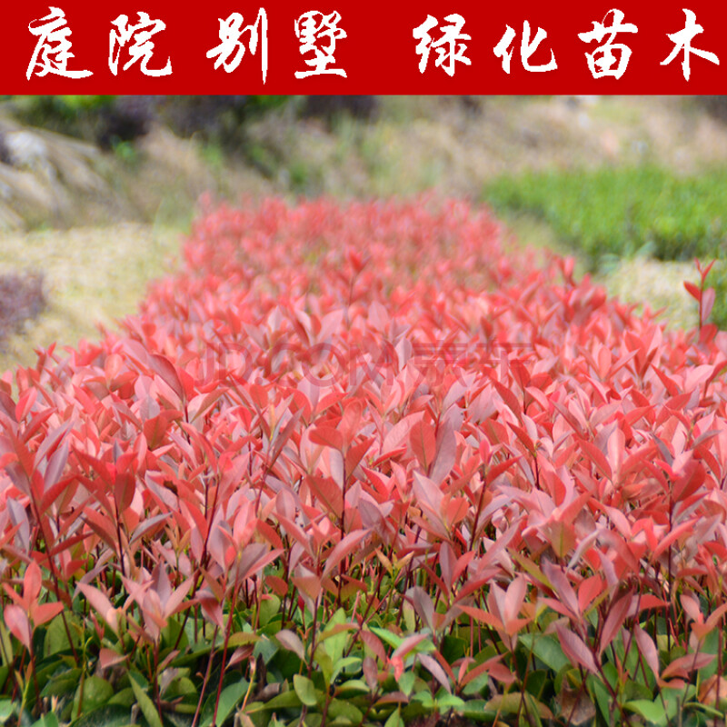 批发四季常青庭院绿化苗木红叶石楠树苗彩色苗木行道树类地被植物