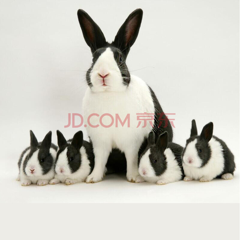 推荐内容 道奇兔属于中型兔里比较娇小的,成年以后体长40厘米左右