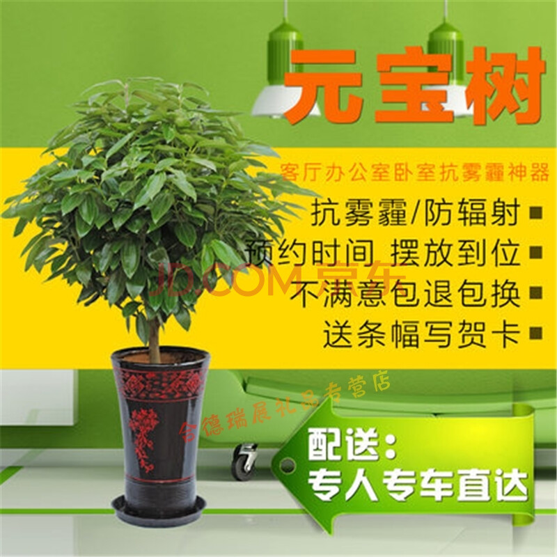 辽中康平法库县大安图鲜花店元宝树大型绿植盆栽花卉办公室绿色植物