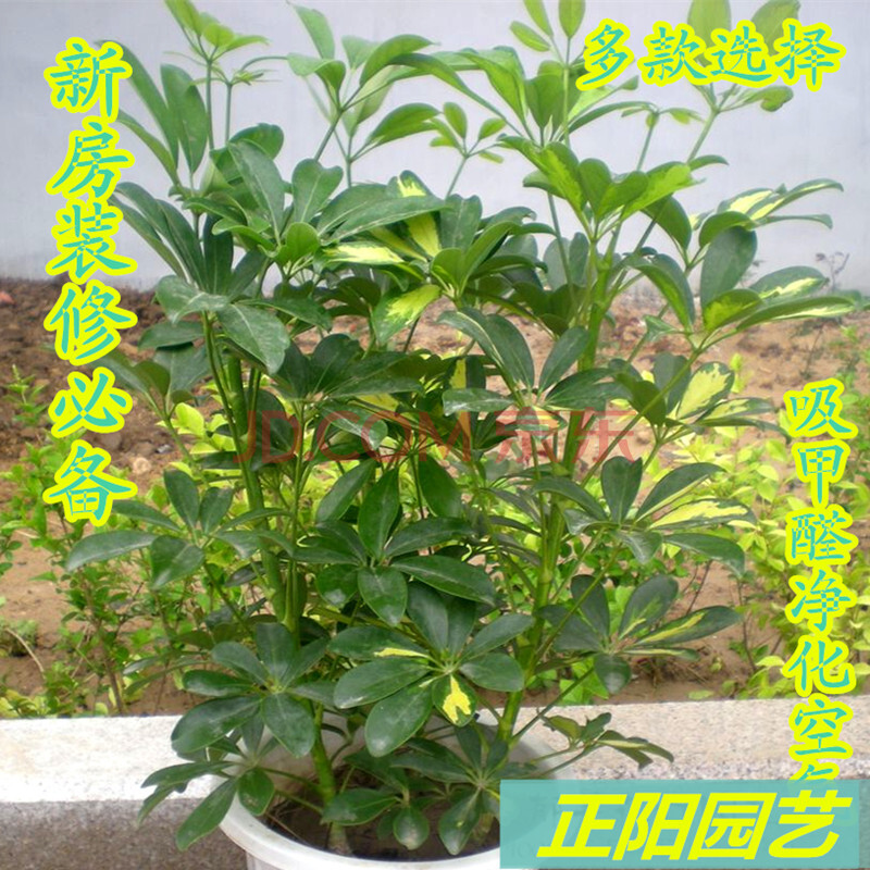 鸭掌木七叶莲鹅掌柴四季常青鸭脚木办公室内客厅盆栽植物花卉绿植 30图片