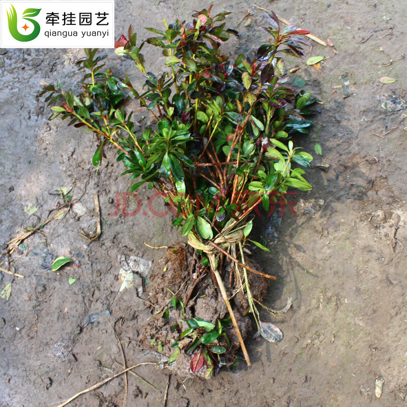 杜鹃花苗 西洋杜鹃 杜鹃花 杜鹃盆栽 室内绿植盆栽 夏鹃 / 紫鹃 (小苗