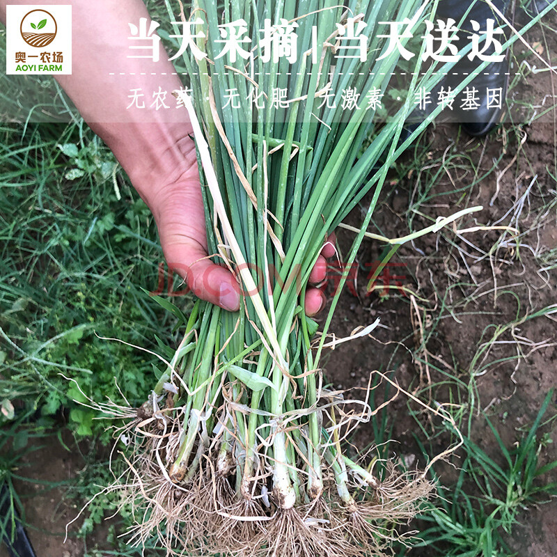 奥一农场 小葱 新鲜蔬菜 生吃蘸酱 300g 仅限北京购买 可实地采摘