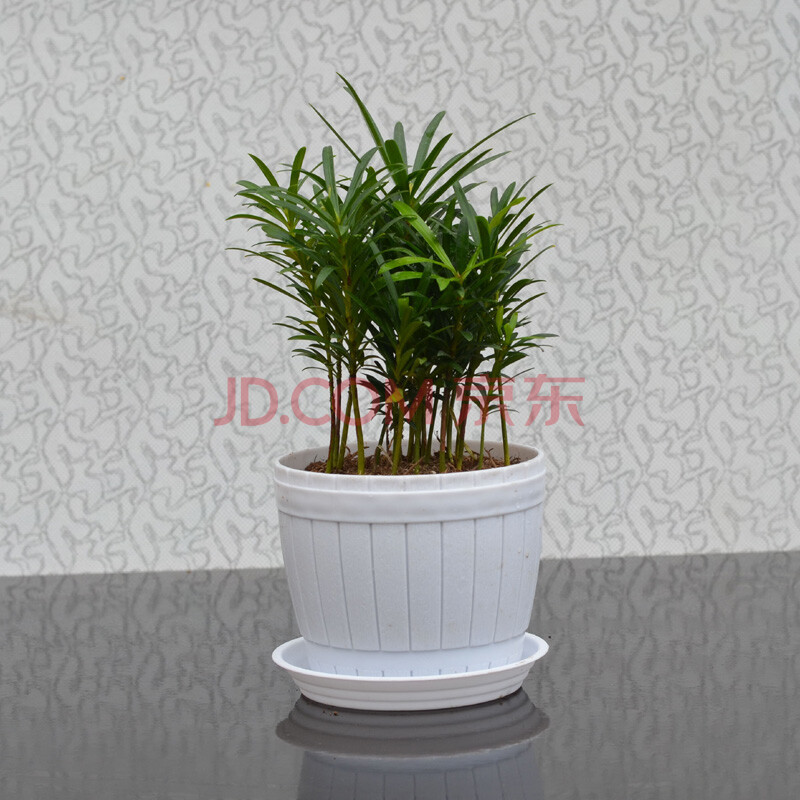 观叶水培植物盆栽花卉室内万年青九里香文竹盆景 中款木桶大叶罗汉松图片