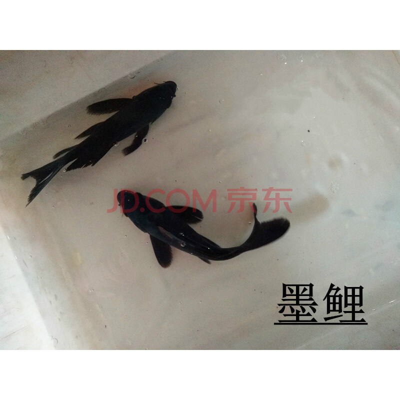 锦鲤鱼活体锦鲤观赏鱼大正三色红白丹顶金鱼冷水鱼锦鲤鱼苗饲料鱼 墨