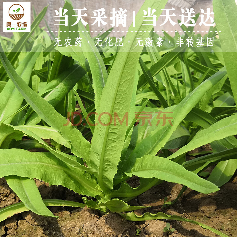 奥一农场 油麦菜新鲜蔬菜300g 仅限北京地区购买 可实地采摘