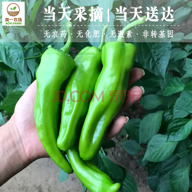 奥一农场 尖椒青椒 辣椒 牛角椒 青辣椒 新鲜蔬菜300g 仅限北京购买 可实地采摘