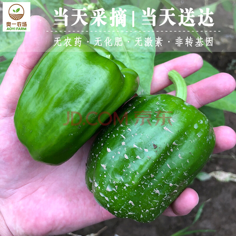 奥一农场青椒新鲜菜椒甜椒灯笼椒 青辣椒柿子椒 300g 当天采摘|当天送达 限北京地区购买