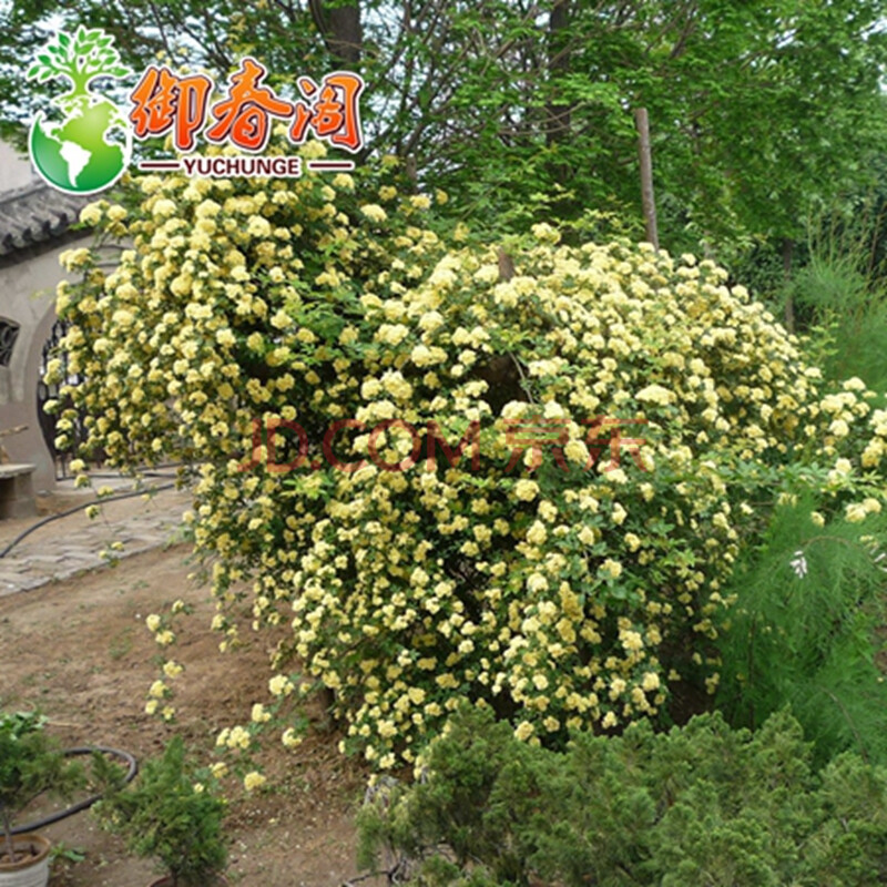 御春阁 攀援花卉 木香蔷薇科 七里香 盆栽 开花香 木香花苗 庭院攀援