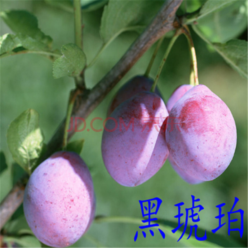 北方可以种那些藤类水果-急!北方有哪些水果是