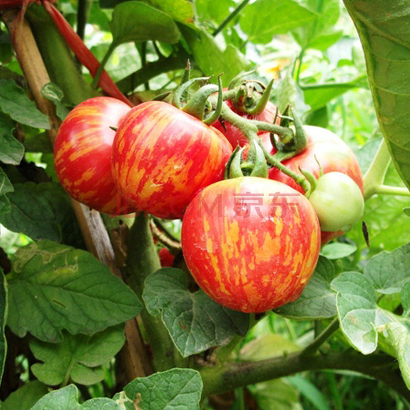 种植阳台西红柿小番茄西红牌子好不好 哪款好