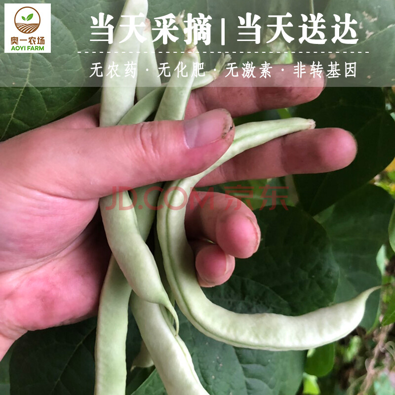奥一农场 豆角新鲜 白不老豆角 豆角焖面 有机蔬菜 青嫩爽口300g 仅限北京购买|可实地采摘