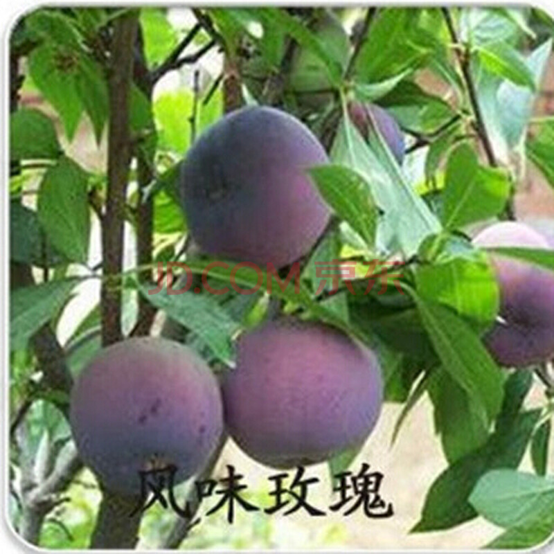 庭院果树苗李子树苗蛇李早熟翠红黑宝石李子苗当年结果品种 风味玫瑰