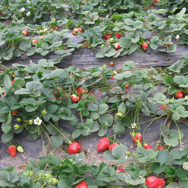 四季草莓苗 攀援草莓树爬藤草莓苗果树苗 庭院植物阳台盆栽水果苗