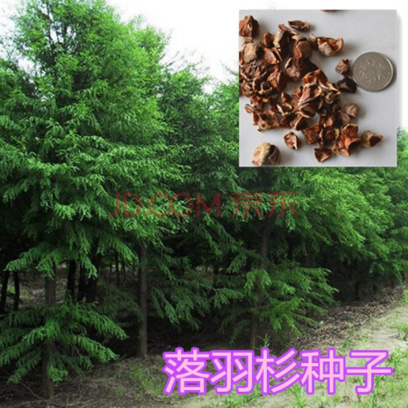 落羽杉种子杉树种子一级品种种子林木种子 250克