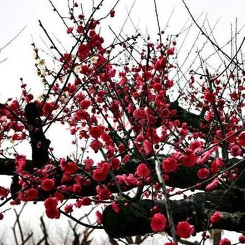 红梅腊梅绿梅苗造型盆景四季梅花苗美人梅素心腊梅花树苗庭院盆栽