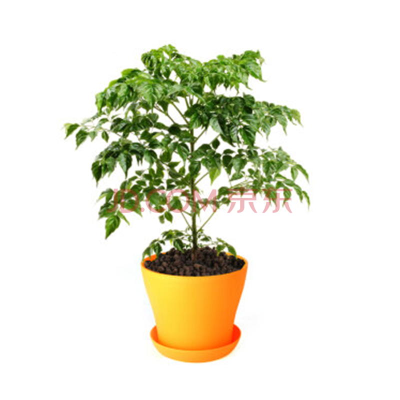 绿植盆栽 客厅办公室花卉盆栽 绿色植物 幸福树盆栽 绿宝 幸福树 幸福