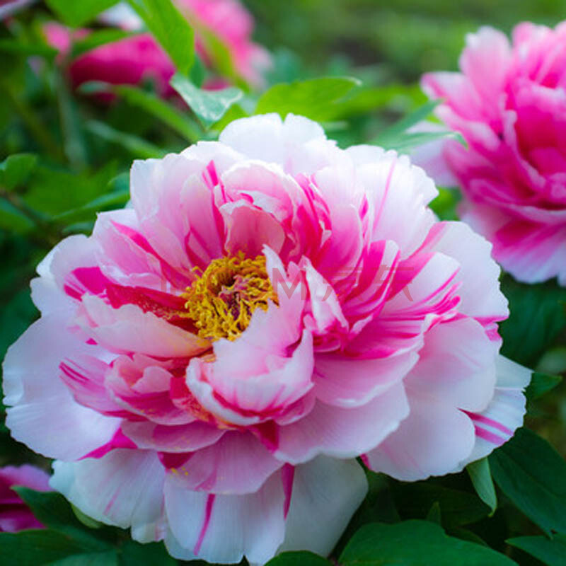 牡丹花盆栽【含盆 送土】 牡丹花苗 牡丹大苗 花卉植物 k金二乔 含盆