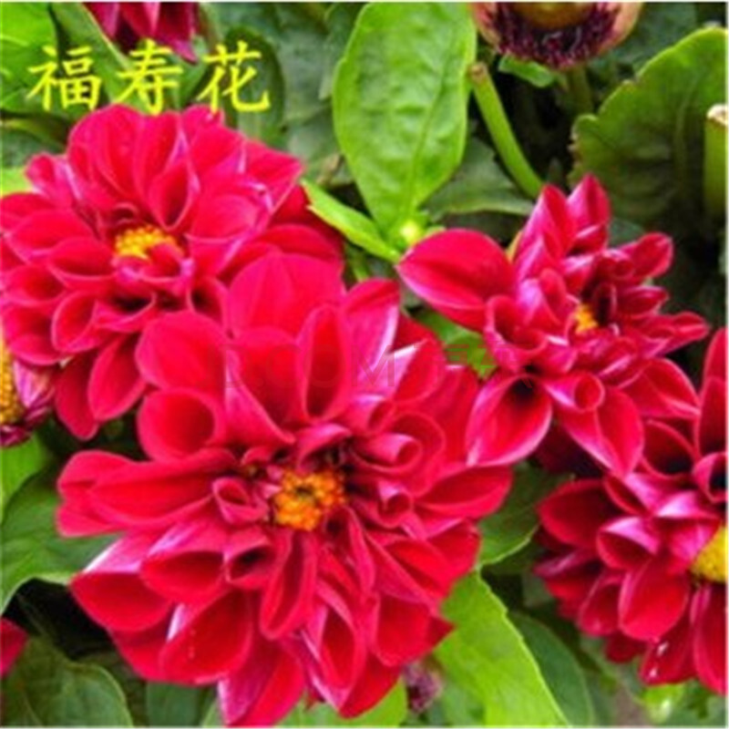 礼品 鲜花绿植 清雅(qingya) 清雅 福寿花种子花草种子四季播种阳台