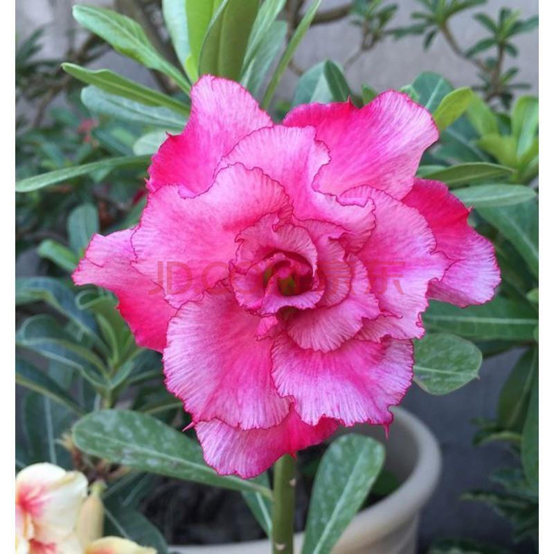 玫瑰情缘重瓣绿植沙漠玫瑰苗观叶观花植物当年开花盆栽花卉 3年沙漠