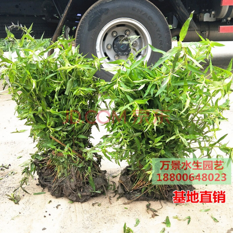 地被植物千屈菜盆栽苗水枝柳对叶莲水生花卉水生植物湿地污水处理