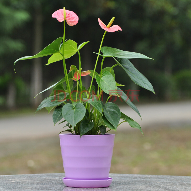 粉掌 高档盆栽 绿植室内办公桌植物 空气净化吸甲醛 花卉多肉 不含盆