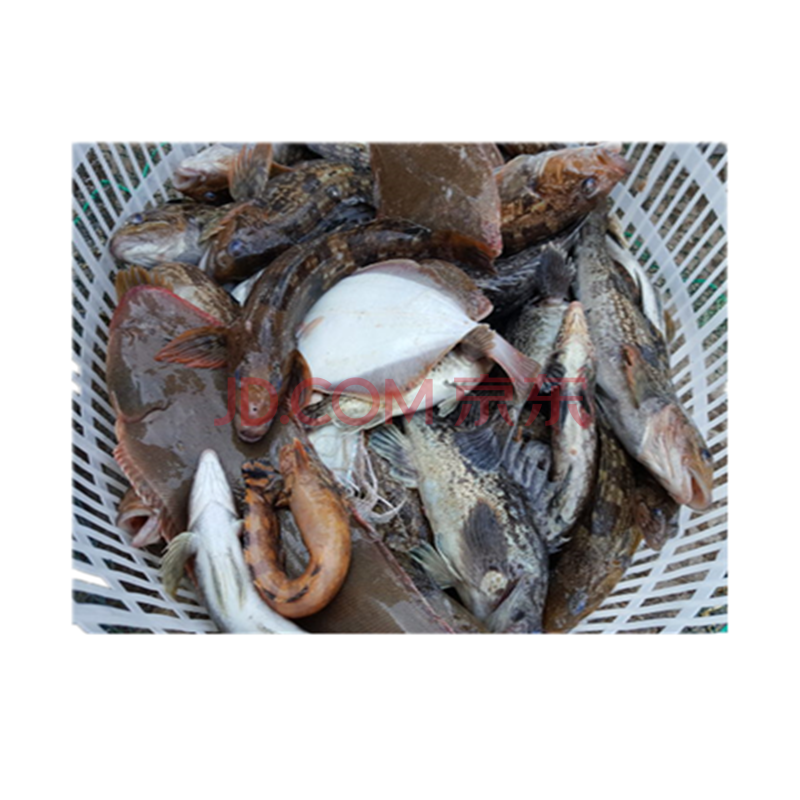 东海渔村 青岛鲜活海杂鱼海鱼1-4条 500g 海鲜水产