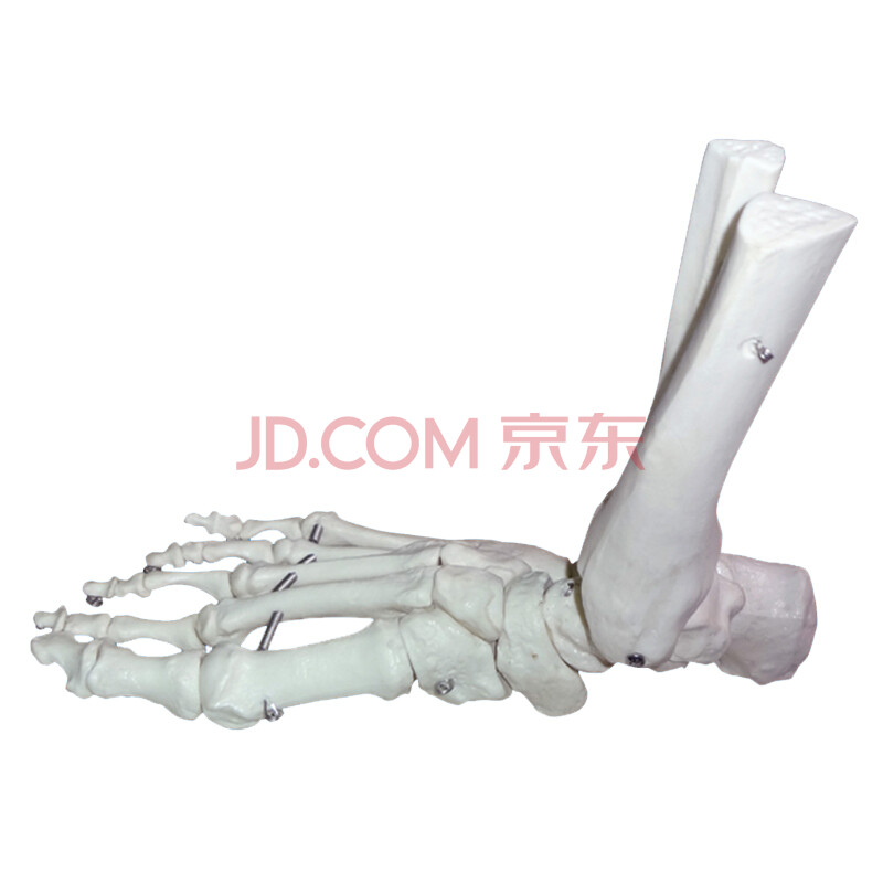王太医 1:1脚关节模型 脚部骨骼模型足关节足骨脚骨模型 脚部解剖结构