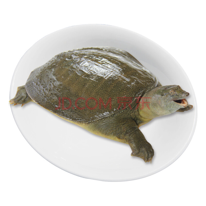 ¡¾»îÏÊ¡¿Àä½Éú̬ÓàÒ¦¼×Óã ĸ±î 700g 1Ö» º£ÏÊË®²ú