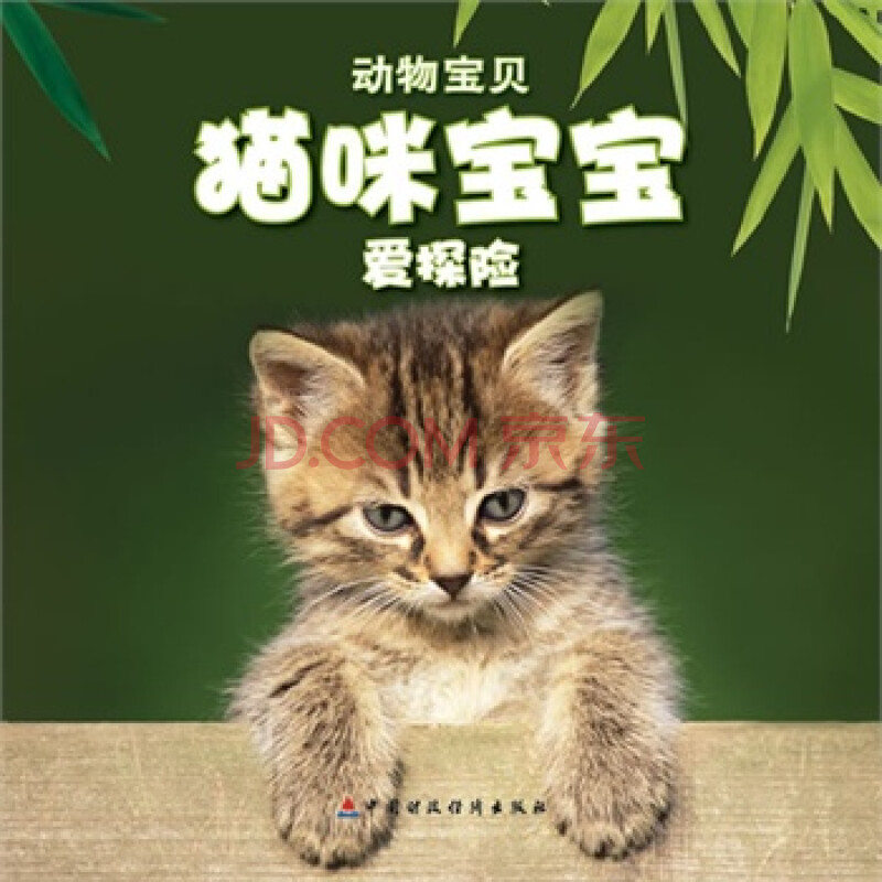 猫咪宝宝爱探险