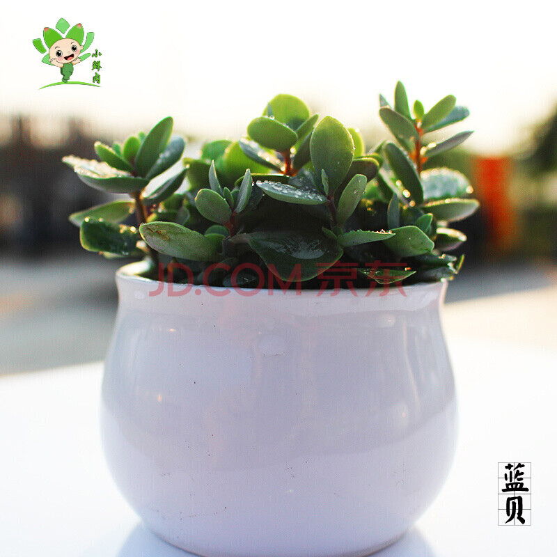 【小鲜肉】多肉植物组合盆栽 含盆含土含铺面石 办公室肉肉植物微景观