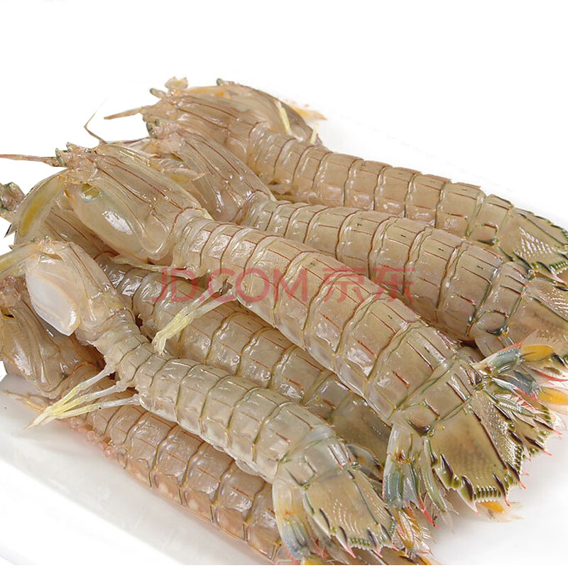ÏÊÖ®¹ú ÇൺÏÊ»îÆ¤Æ¤Ïº 500¿Ë 16-20Ö» ÐÂÏÊÒ°ÉúϺ»¢ÅýÅÃϺϺ¹Ã »ð¹øÊ³²Ä ¹«µÄ²»´ø×Ñ