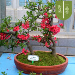 室内盆栽地栽日本海棠花苗 海棠盆景花卉绿植 阳台庭院观花植物种植