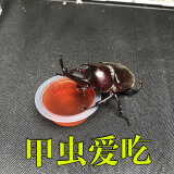 独角仙果冻甲虫果冻独角仙饲料蚂蚁食物扁锹果冻寄居蟹食物 50个黑糖