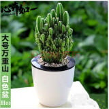 多肉植物仙人掌仙人球多肉盆栽金边虎皮万年青榕树发财树富贵竹室内