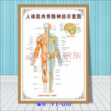 人体器官结构挂图人体内脏解剖示意图医学宣传挂图人体器官心脏结构图