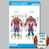 人体骨骼大挂图人体肌肉与骨骼图解器官内脏结构图人体肌肉解剖图