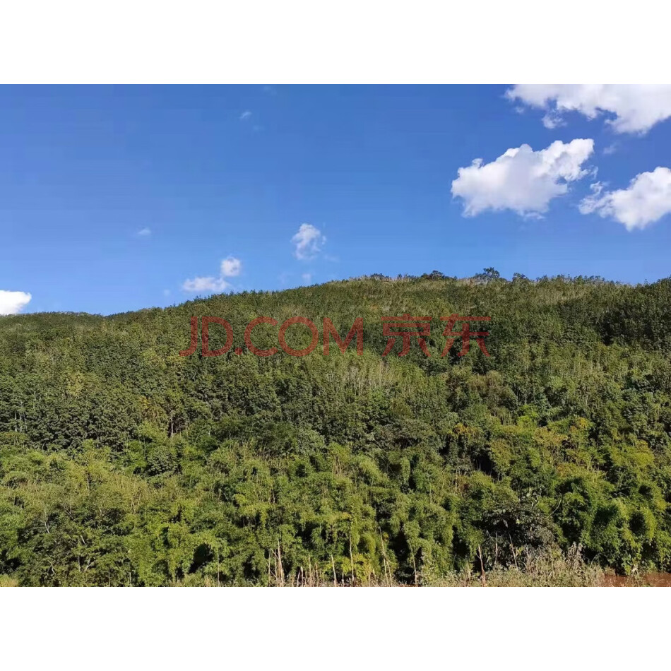 江城县整董镇曼滩村岔河村民小组名为马鞍山的橡胶林