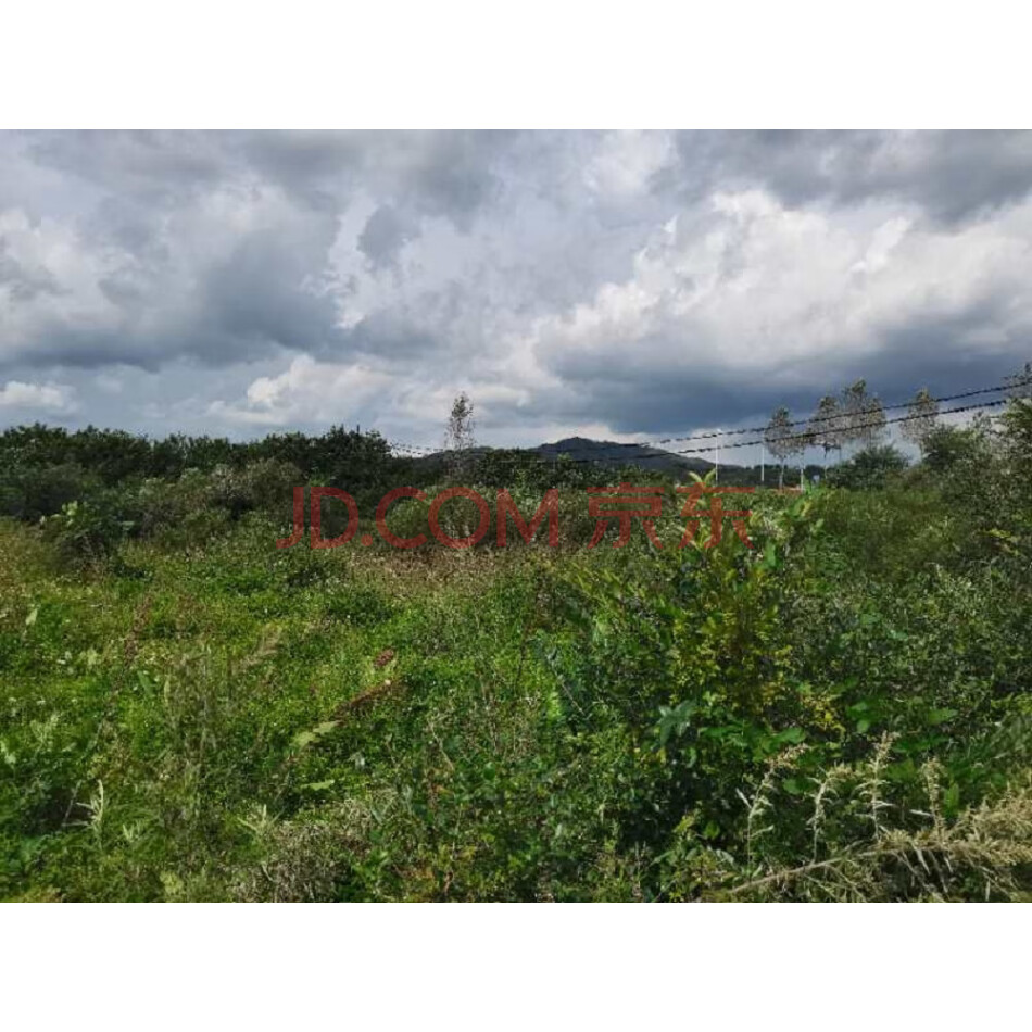 凤城市宝山镇岔路村七组的一处土地及厂房（土地面积：28858㎡，厂房面积：6106.32㎡