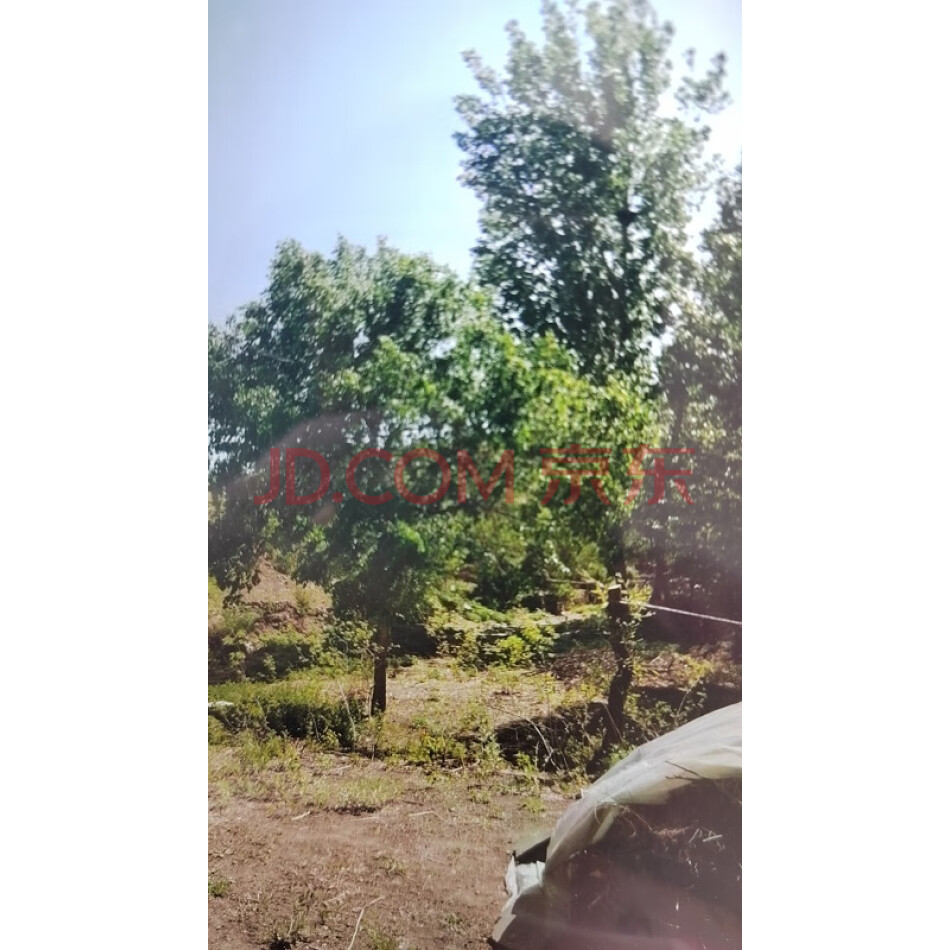 朝阳县南双庙乡南梁村林权