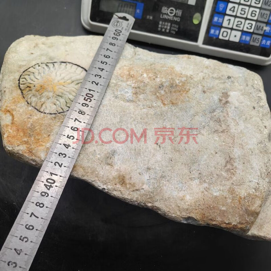 JDHDZT2126 天然翡翠原石毛料