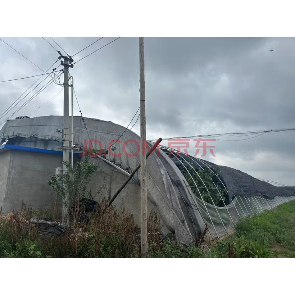 瓦房店市红沿河镇大营村保护地大棚及大棚内樱桃树