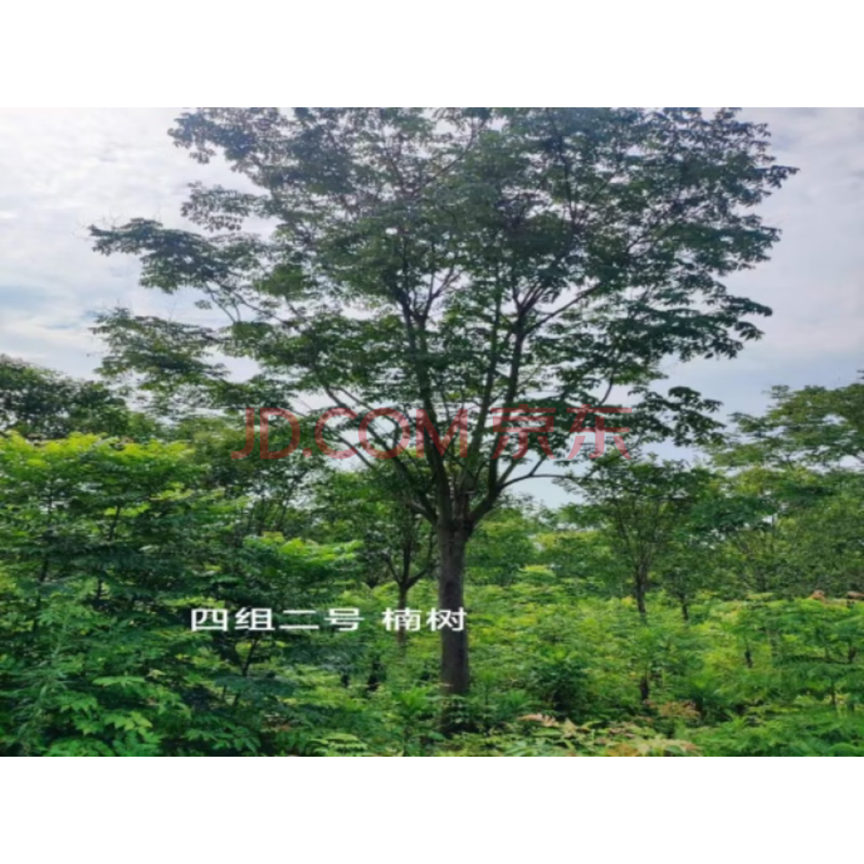 滕头园林苗木有限公司种植的127508株苗木