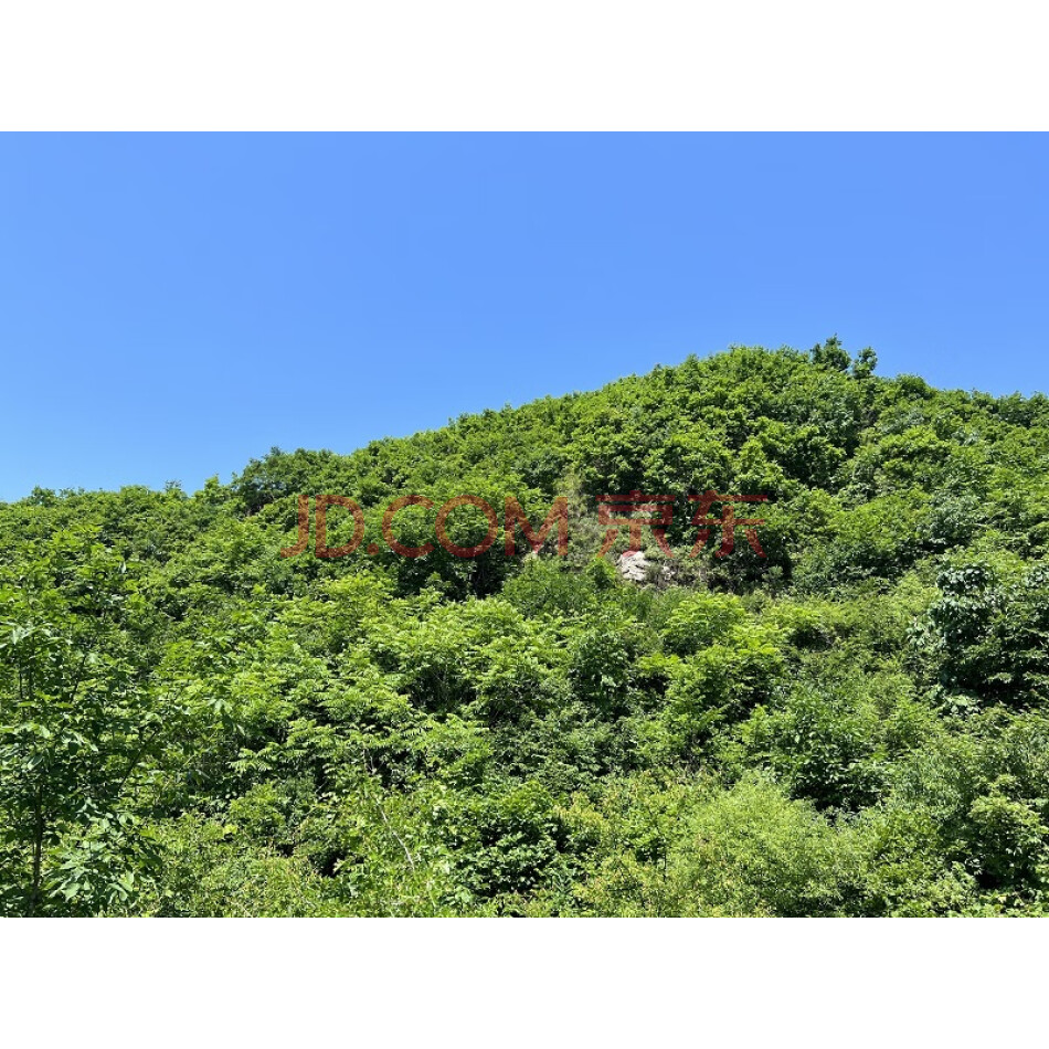 拍卖岫岩县哈达碑镇头道村轿顶组后背山场4林班1-10、2-10小班林权