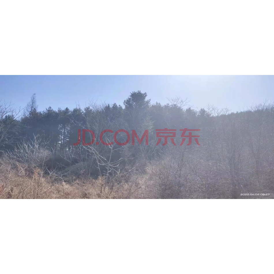 城市中兴村二组棺材沟1林班，12-1小班红松林65.6亩林权（公益林）