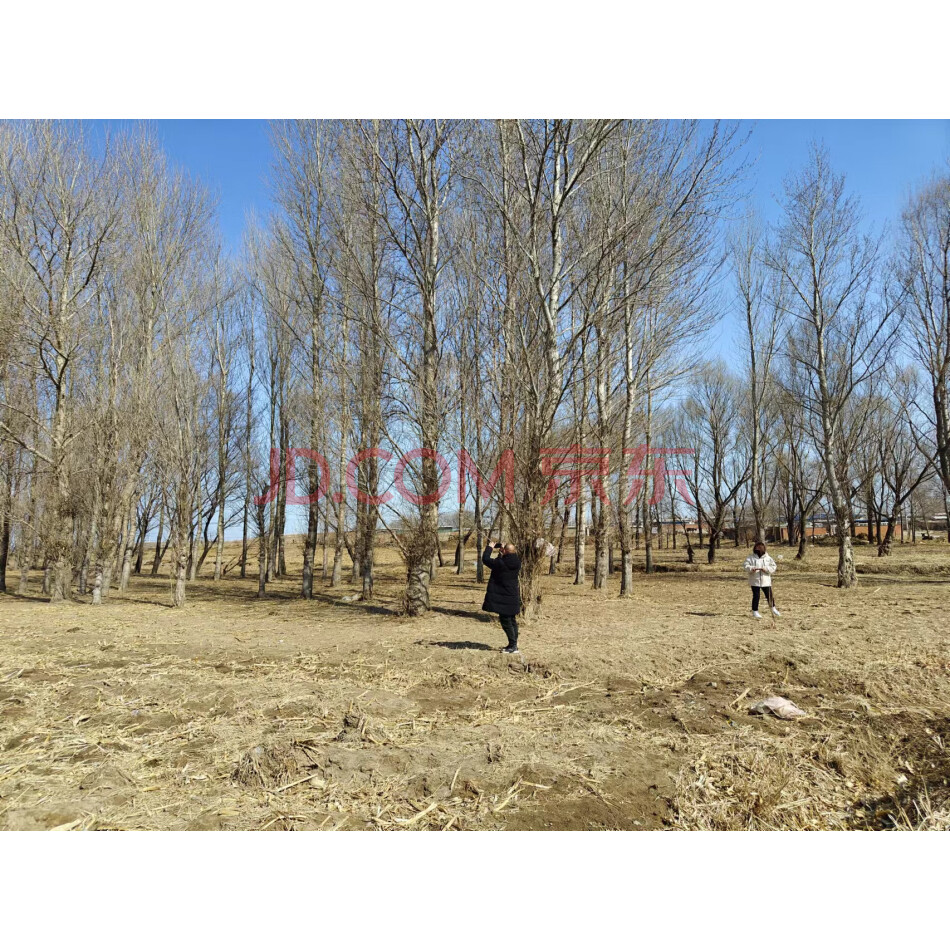 黑山县芳山镇牛蹄洼村林权（杨树）