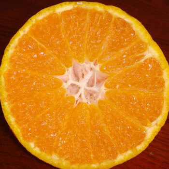 橘橙_我的最爱——橘子_我爱家乡的橘子作文800字
