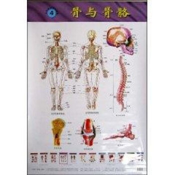 骨与骨骼,骨骼肌//人体系统解剖挂图(4-5)