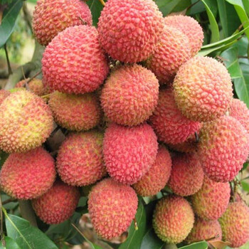 海南妃子笑荔枝1kg