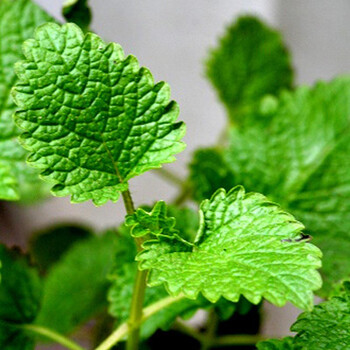 香蜂草种子牌子好不好 植物种子哪款好评价